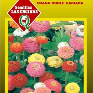 Semillas de Zinnia Enana Pompón