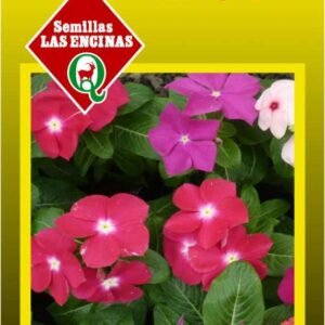 Semillas de Vinca Rosea