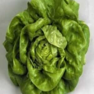 Semillas de Lechuga Gallega De Invierno 500 Grs