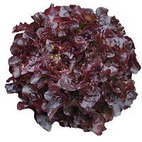 Lechuga Red Salad Bowl, Hoja De Roble, Morada 100 Grs