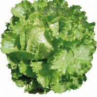 Semillas de Lechuga Batavia Rubia De Paris Escarola 500 Grs