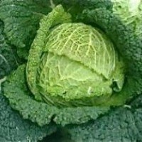 Repollo Vertus De Milan 100gr
