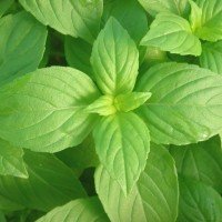 Semillas de Albahaca Limón 100 Grs