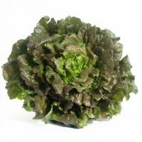 Lechuga Maravilla Verano (Canasta) 100 Grs