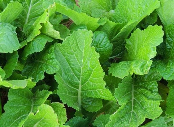 Mostaza Blanca (Hoja Baby) 500 Grs - Imagen 2