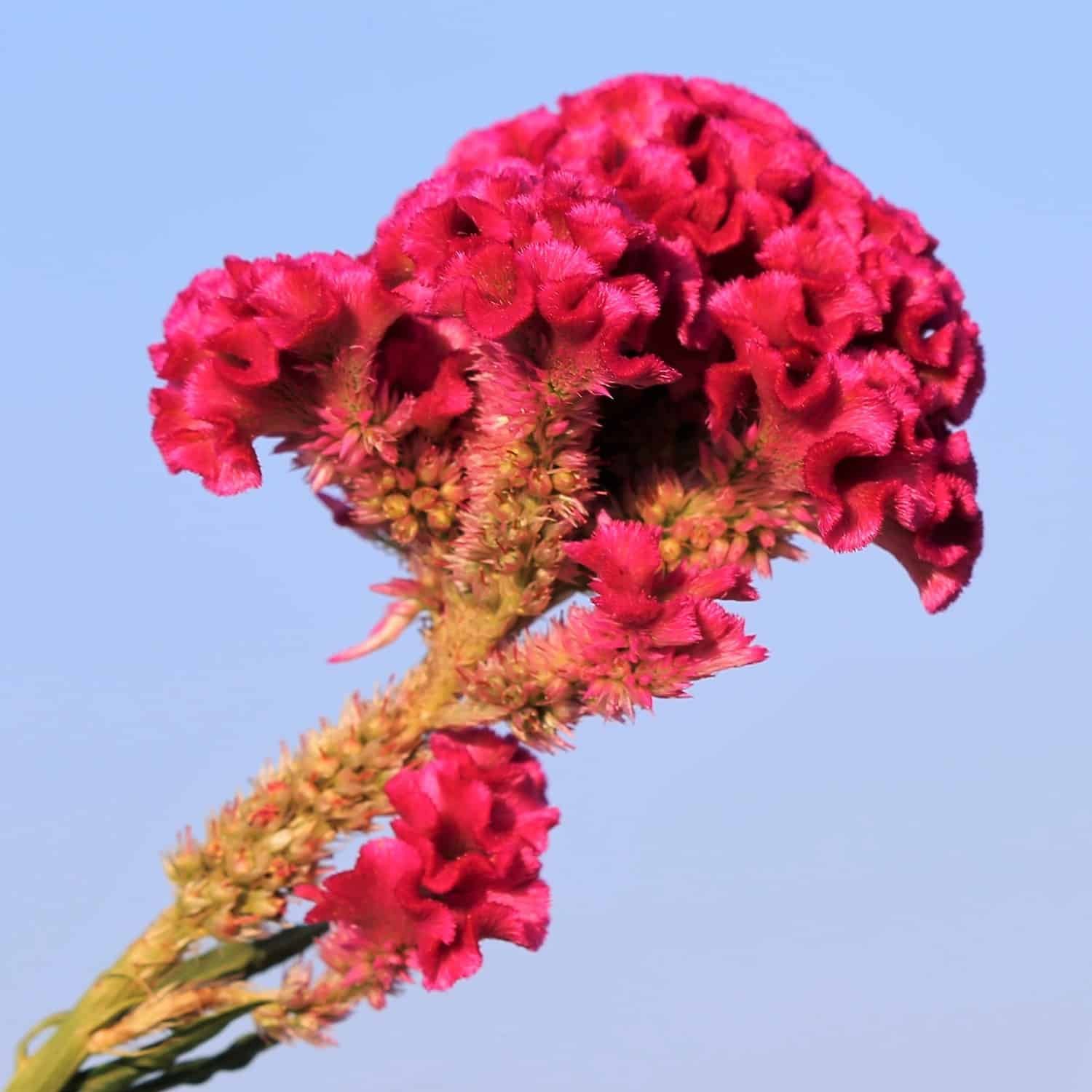 Semillas De Celosia Cresta De Gallo Enana Mix - Imagen 4