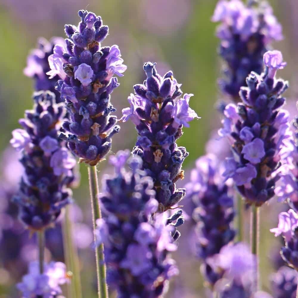 Semillas de Lavanda - Imagen 4