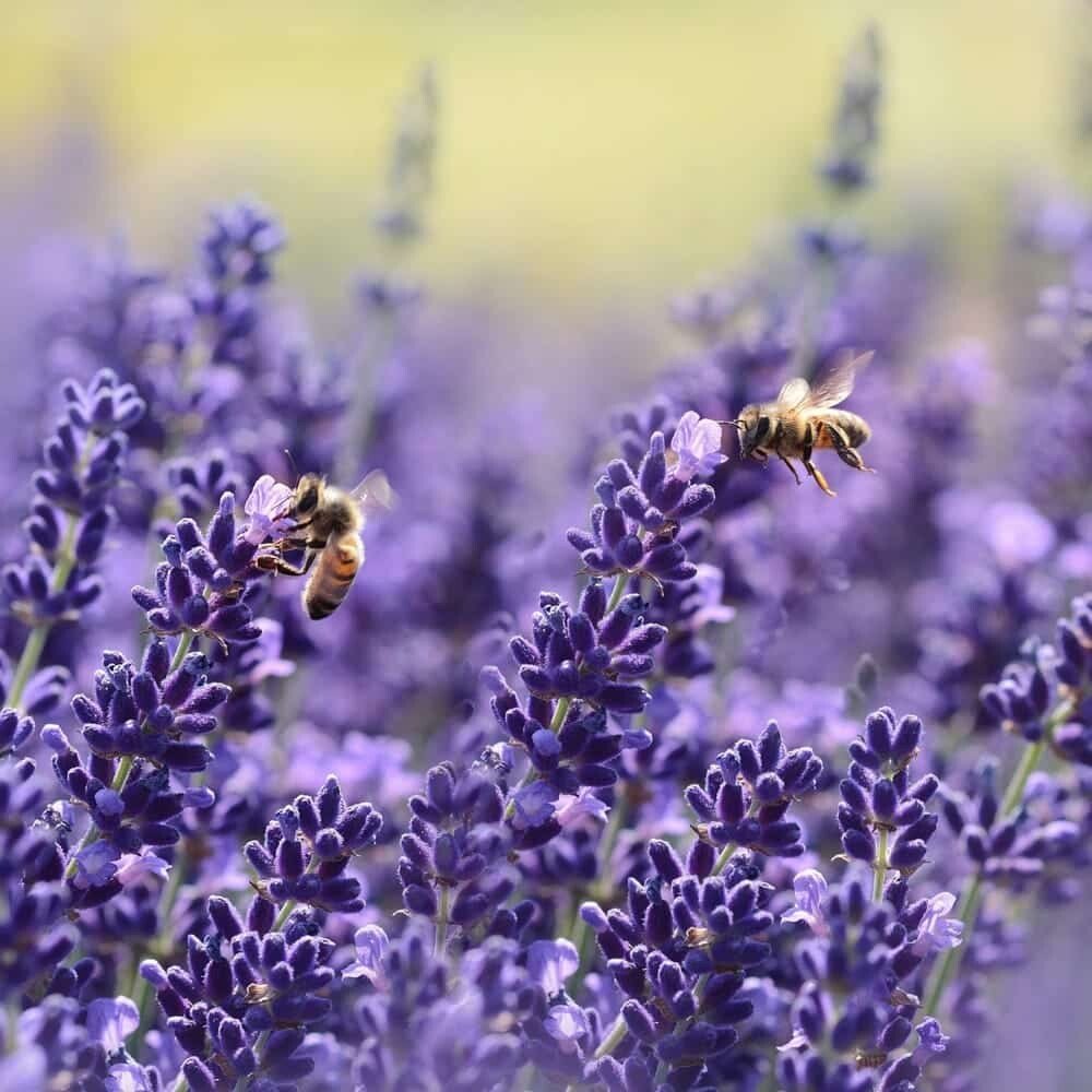 Semillas de Lavanda - Imagen 5