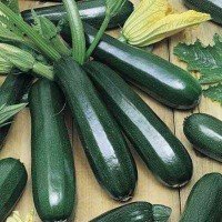 Zapallo Italiano Black Zucchini Negro 500 Grs