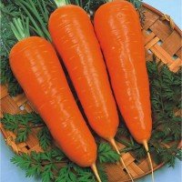 Zanahoria New Kuroda Tipo Abaco, Granel 1 Kilo