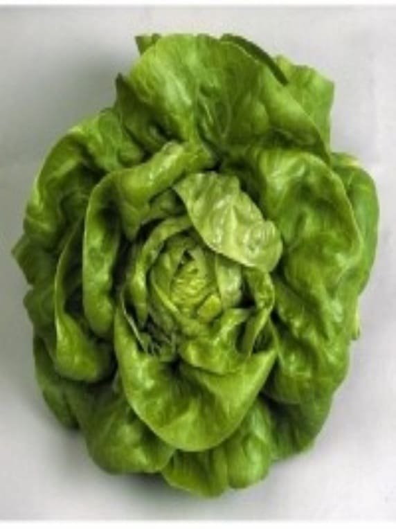 Semillas de Lechuga Gallega De Invierno 500 Grs - Imagen 2