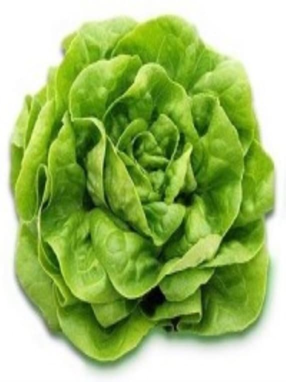 Lechuga Blanca de Boston 100 Grs - Imagen 2