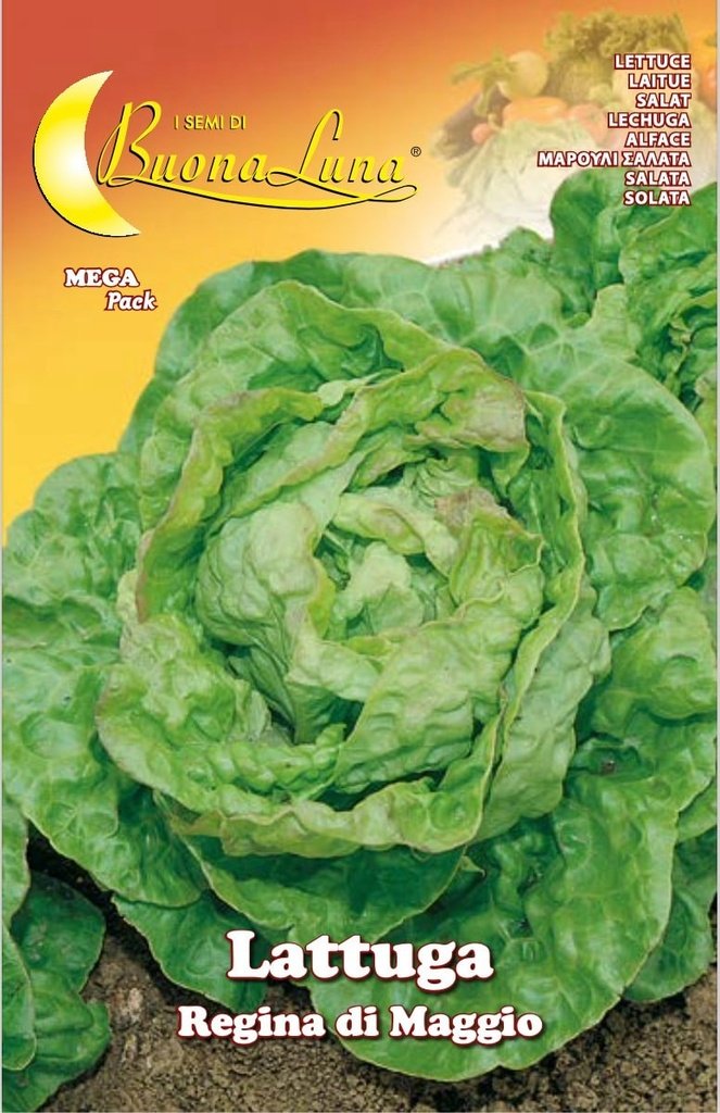 Semillas De Lechuga Reina Mayo