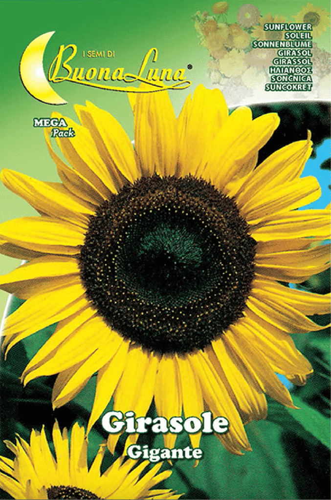 Semillas De Girasol Gigante