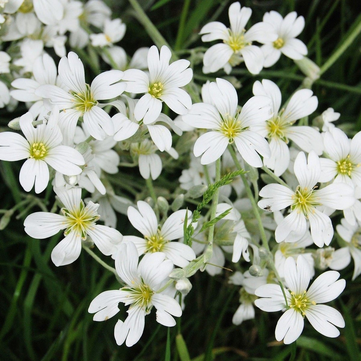 Semillas De Gipsofila Blanca Elegans - Imagen 3
