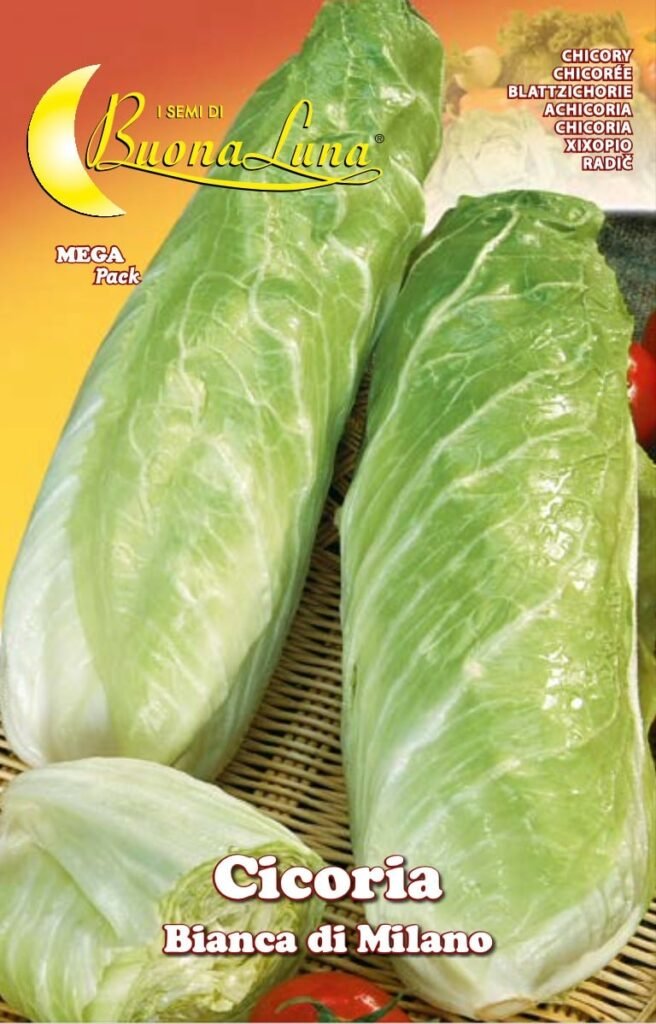 Semillas De Achicoria Blanca De Milán