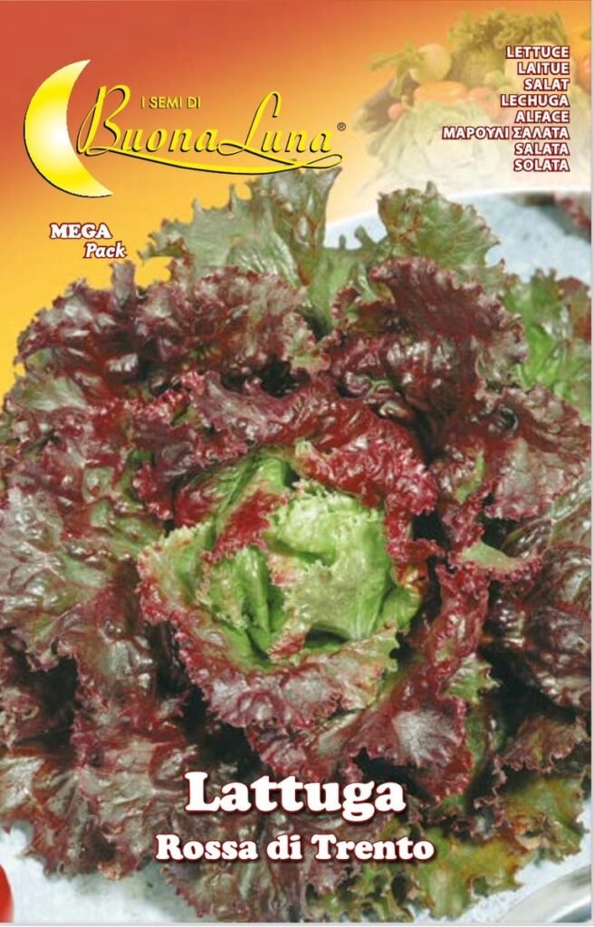 Semillas De Lechuga Roja De Trento