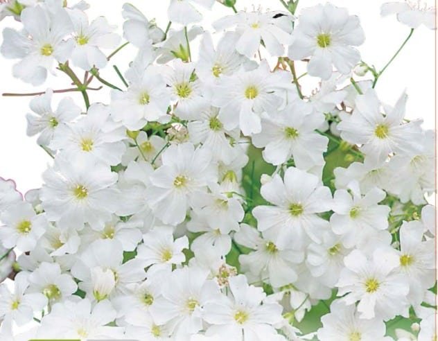 Semillas De Gipsofila Blanca Elegans - Imagen 4