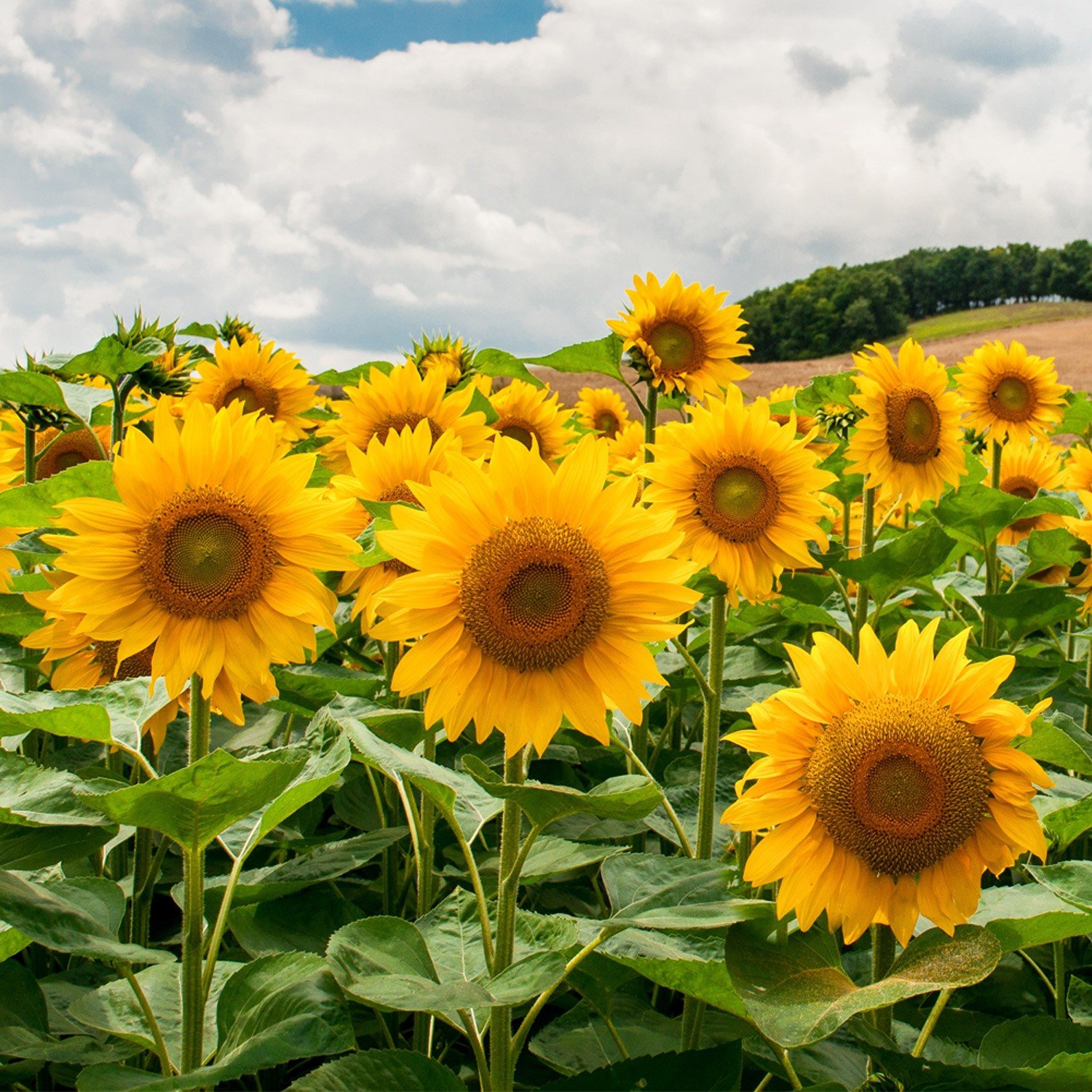 Semillas De Girasol Gigante - Imagen 3