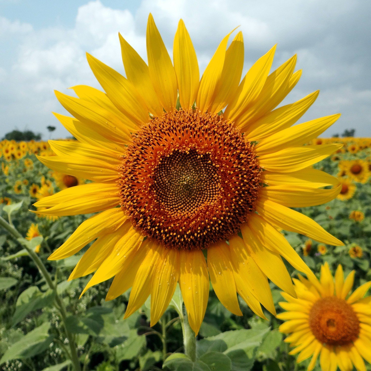 Semillas De Girasol Gigante - Imagen 4