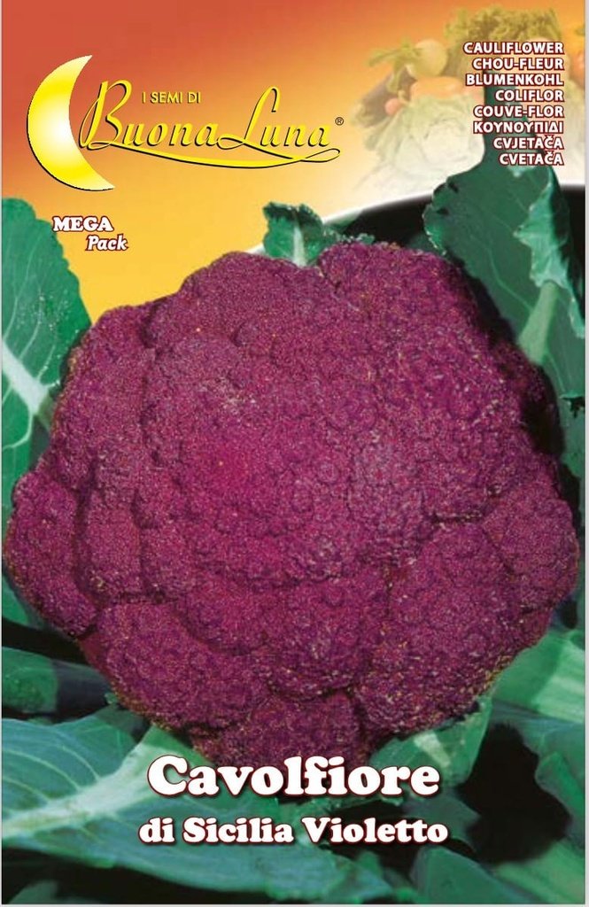 Semillas De Coliflor Violeta Siciliana