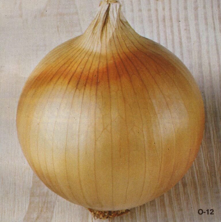 Semillas de cebolla Texas Early Grano 502 PRR 100 Grs