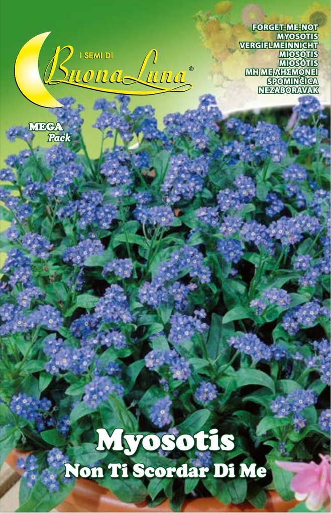 2e7e3bb64294c0d2b0c8630431a5c7db_Semillas_De_No_Me_Olvides_Miosotis_Mix_45548.jpeg