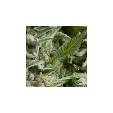 ALPUJARREÑA AUTO X5+2 -PYRAMID SEEDS