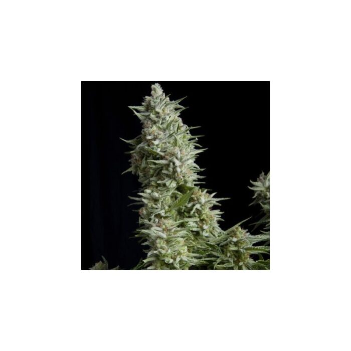 ALPUJARREÑA  FEM X5+2-PYRAMID SEEDS