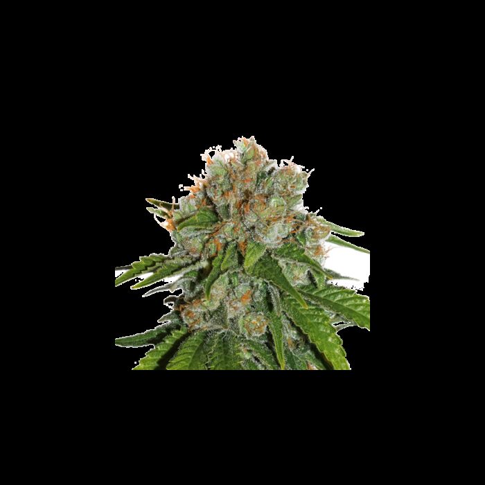 AMNESIA  AUTO X3-SEEDSTOCKERS