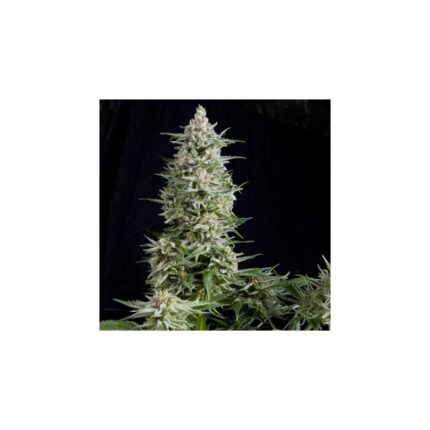 AMNESIA GOLD  FEM X5+2-PYRAMID SEEDS