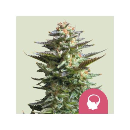 AMNESIA HAZE FEM X100-ROYAL QUEEN SEEDS