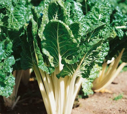 Acelga-Fordhook-Crespa-Giant-de-Suiza-2.jpg