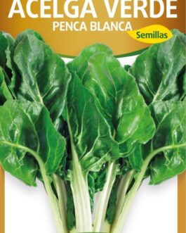 Semillas de Acelga Verde