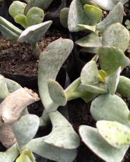 Almácigo de Cotyledon Orbiculata