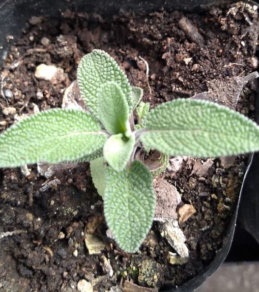 Almacigo-de-Salvia-1-e1601233857705-2.jpeg