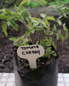 Almácigo de Tomate Cherry