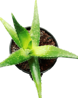 Planta Aloe Vera