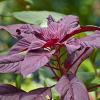 Amaranthus Diablo Rojo (Hoja Baby) 250Grs