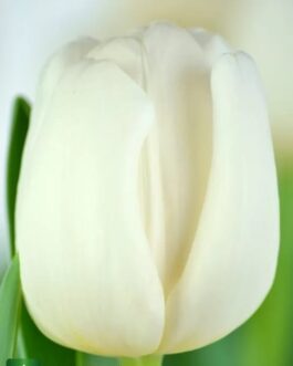 Bulbo de Tulipán Antarctica Blanca