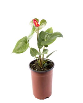 Anthurium Andreanum M17