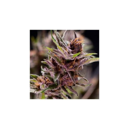 BLACK CHERRY PUNCH  FEM X5+2-PYRAMID SEEDS