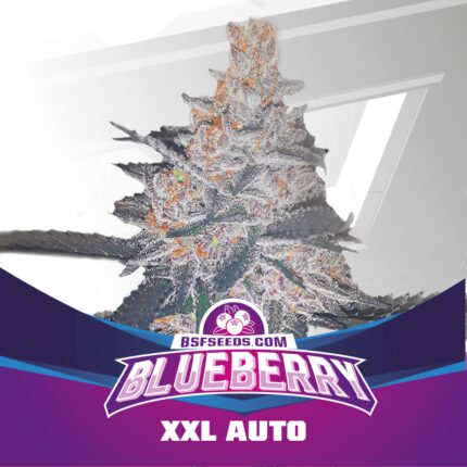 BLUE BERRY AUTO  X2-BSF