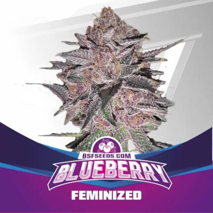 BLUE BERRY FEM X2-BSF