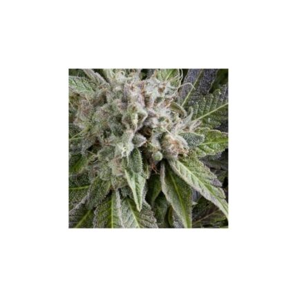 BLUE PYRAMID AUTO X5+2 -PYRAMID SEEDS