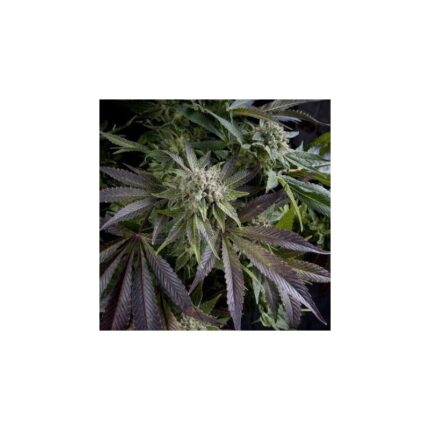 BLUE PYRAMID  FEM X5+2-PYRAMID SEEDS