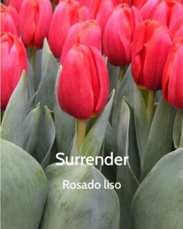 Bulbo de Tulipán Surrender Rosado Liso