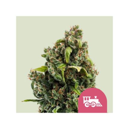 CANDY KUSH EXPRESS FAST FEM X100-ROYAL QUEEN SEEDS