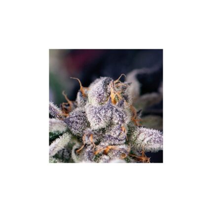 COOKIES USA  FEM X5+2-PYRAMID SEEDS