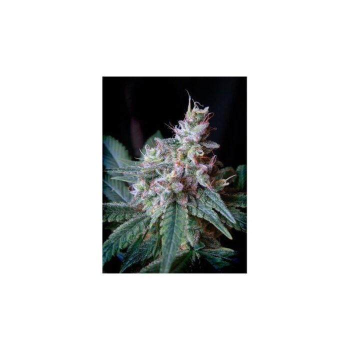 CREAM CARAMEL F1 FEM® X100-SWEET SEEDS